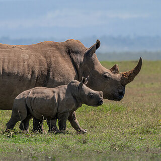 Solio - White rhino with young